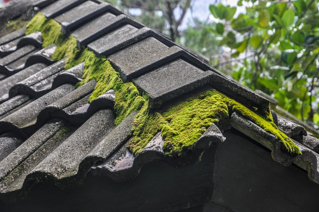 Moss on Roofs and cleaning cotractors near me in Maryland